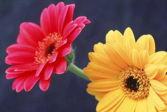 A close-up view of two gerbera daisies, one in pink and the other in yellow.