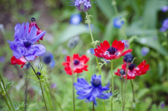 Anemone flowers in shades of blue and red