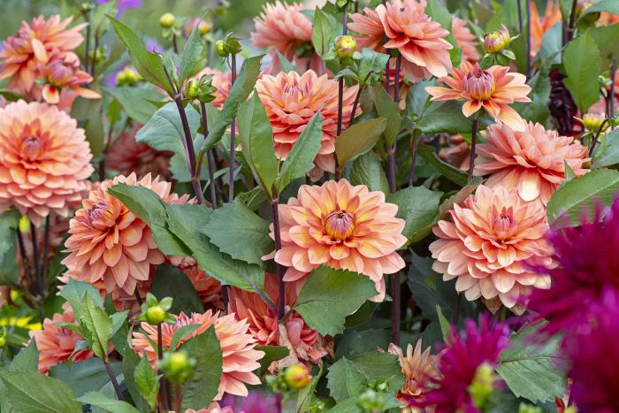 Vibrant orange and pink dahlia blooms with lush green leaves and deep red stems flourishing in a garden.