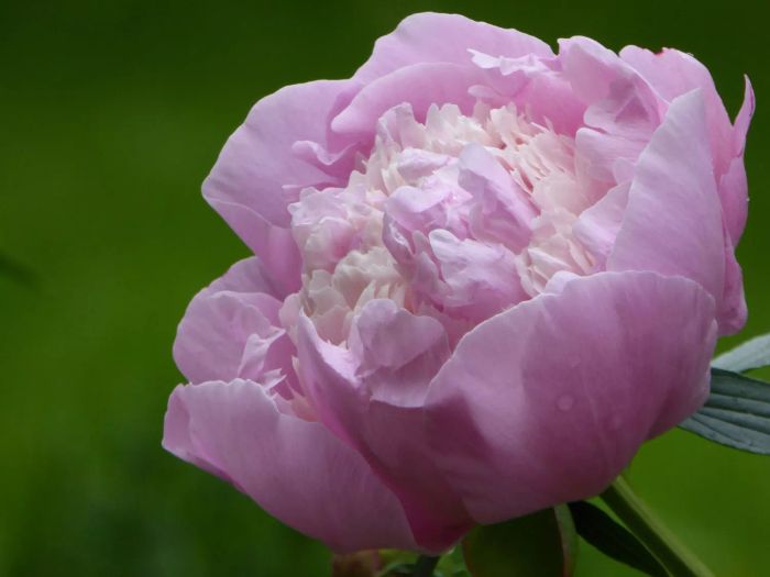Close-up of a pink peony in full bloom