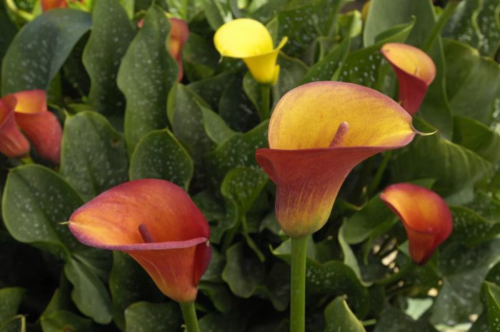 A close-up of vibrant red and yellow calla lilies surrounded by green leaves in a garden setting