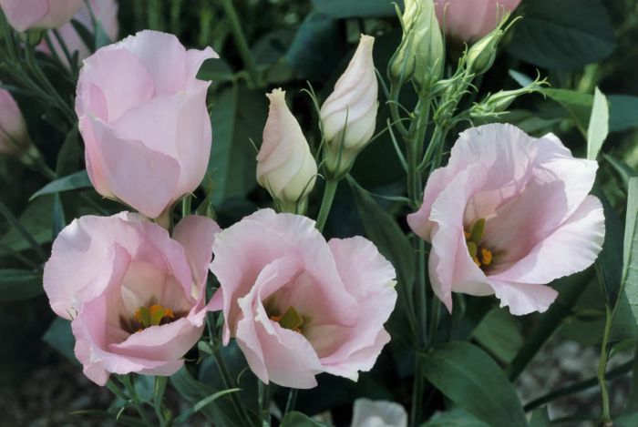 Lisianthus