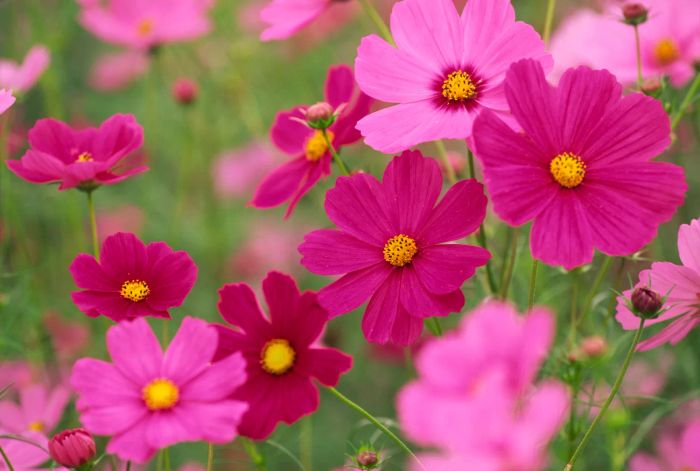 Cosmos flowers come in a vibrant mix of colors, including shades of pink, red, yellow, orange, and even a rich brown resembling chocolate. These annual plants bloom profusely throughout summer and into the fall. Regularly cutting the flowers actually helps stimulate new growth and encourages the emergence of more blooms.