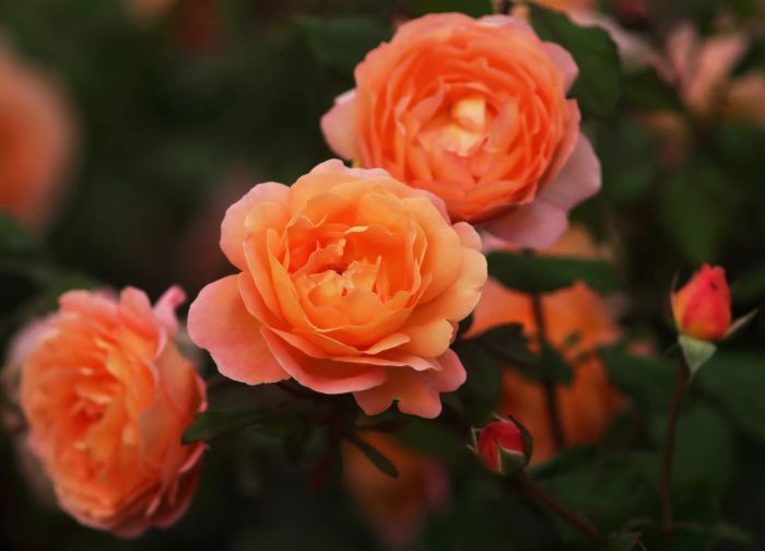 English shrub rose - Rose Lady Emma Hamilton