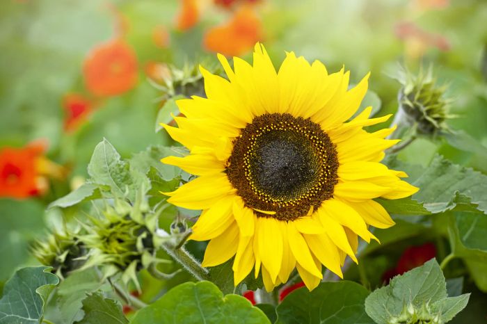 A close-up view of a single, vibrant yellow sunflower, scientifically known as Helianthus annuus.