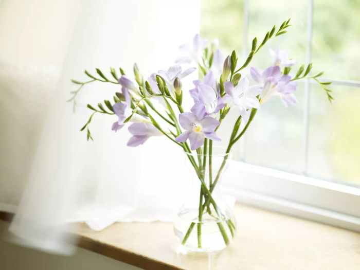 Freesias in a vase on a windowsill