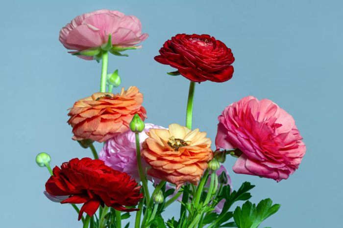 Ranunculus blossoms