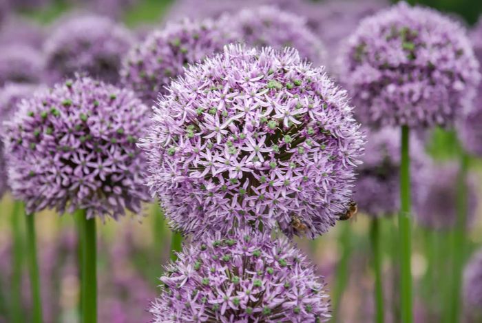 Spherical purple allium flowers, set against a green leaf backdrop. The Allium Gladiator is a stunning giant onion.