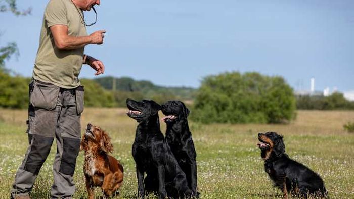 Dog whistles are useful tools that can simplify the process of training dogs.
