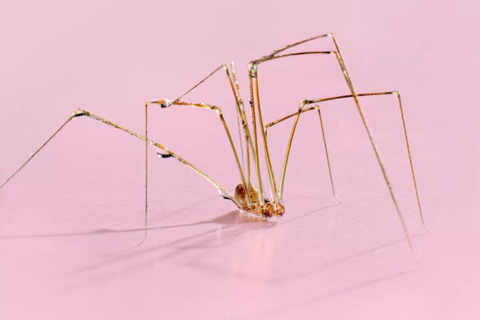 spider on a soft pink backdrop