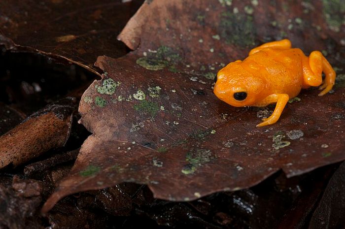 File:Sapo-pingo-de-ouro - Brachycephalus ephippium.jpg