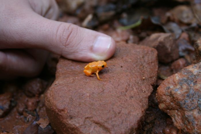 File:Brachycephalus ephippium.jpg