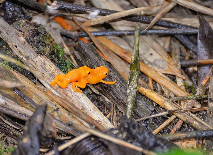 File:Amplexo dos sapinho-pingo-de-ouro - Brachycephalus ephippium.jpg
