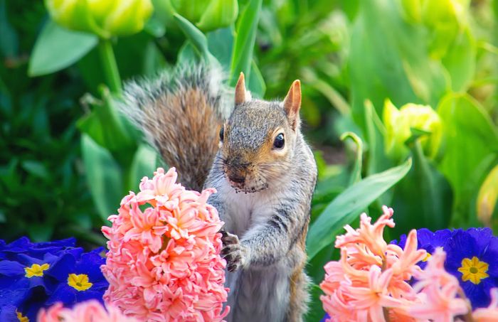 A squirrel nestled among the blooming spring flowers.