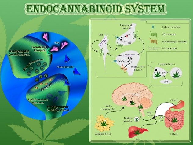 Endocannabinoid System