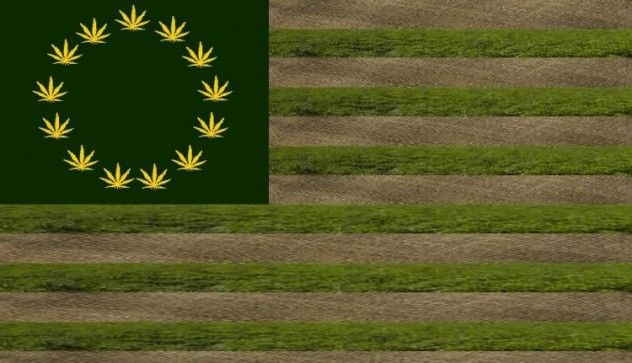American Weed
