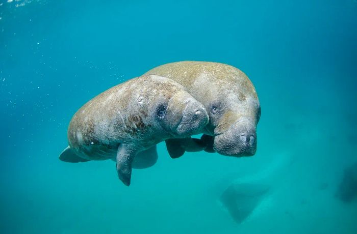 https://upload.wikimedia.org/wikipedia/commons/thumb/d/da/Mother_manatee_and_calf.jpg/1024px-Mother_manatee_and_calf.jpg