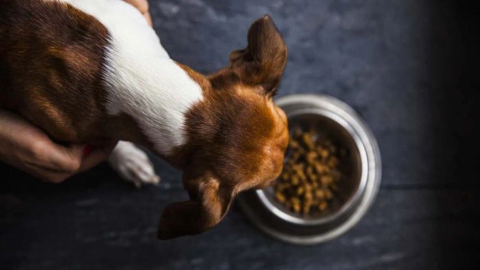 A pet food recall has been announced following the unfortunate deaths of 28 dogs, sparking concern over its safety.