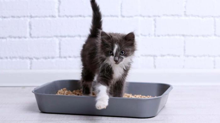 Cat Litter