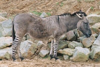 Zedonk