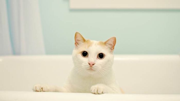 He enjoys observing.