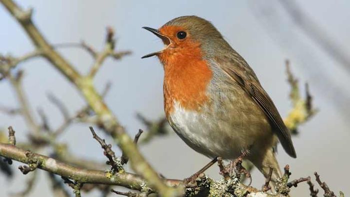 Songbirds certainly live up to their name.
