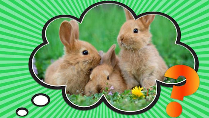 Everyone is curious as to why we refer to rabbits as 'bunnies.'