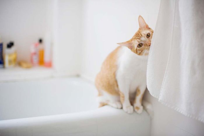Here’s a picture of a cat.