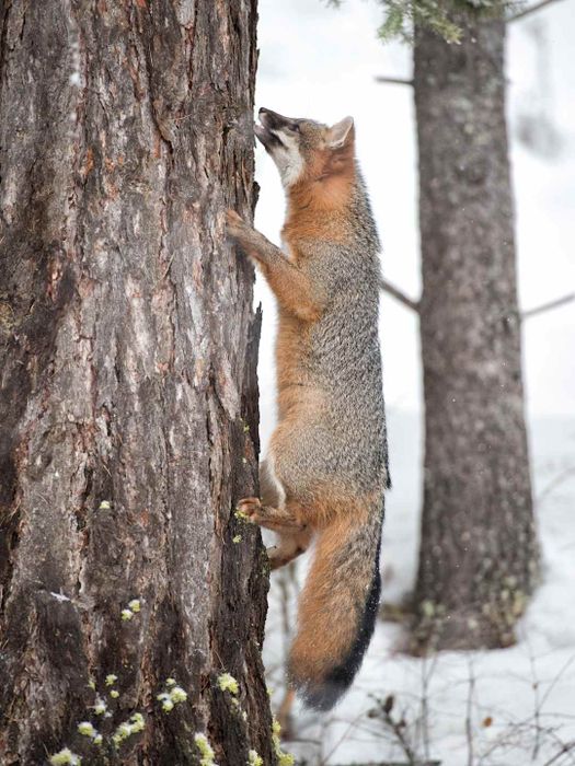 A photo of a gray fox scaling a tree.