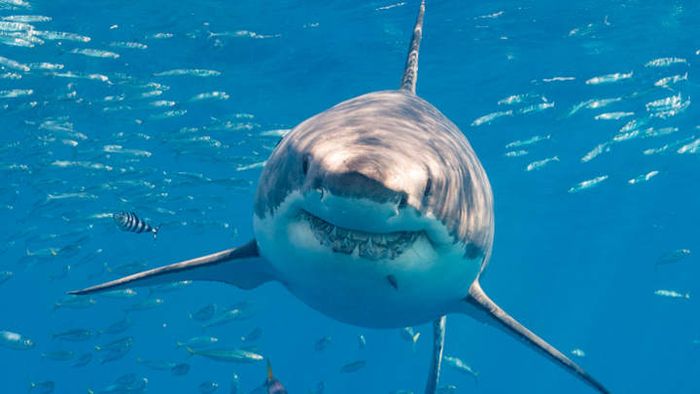 A great white shark in its natural habitat.
