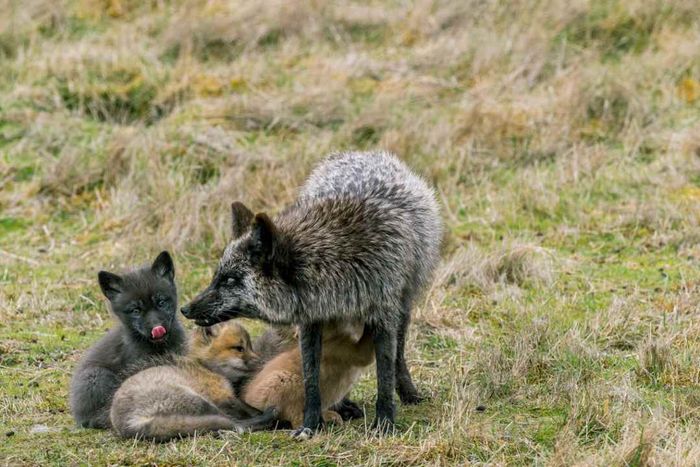 A silver morph red fox mother with her kits in a photo.