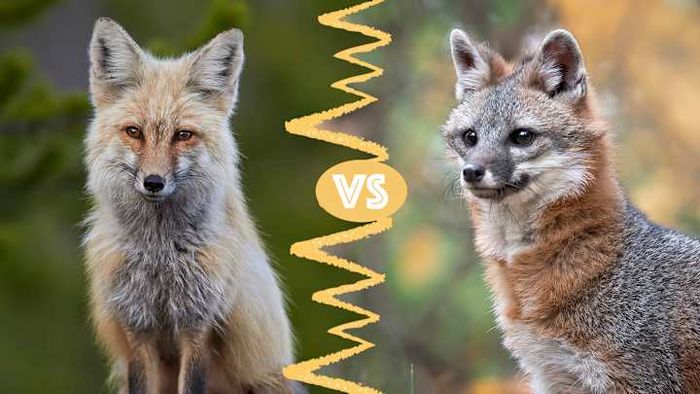 Red fox (on the right), gray fox (on the left).