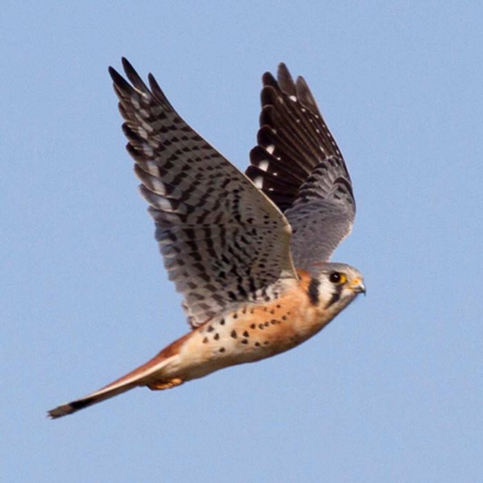 An American kestrel in flight