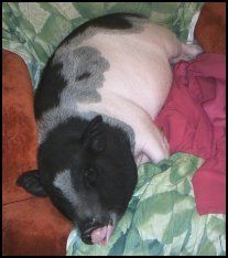 File: Maialino Vietnamita Speck.jpg