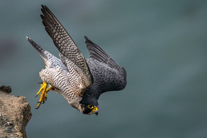 A peregrine falcon taking off from a perch