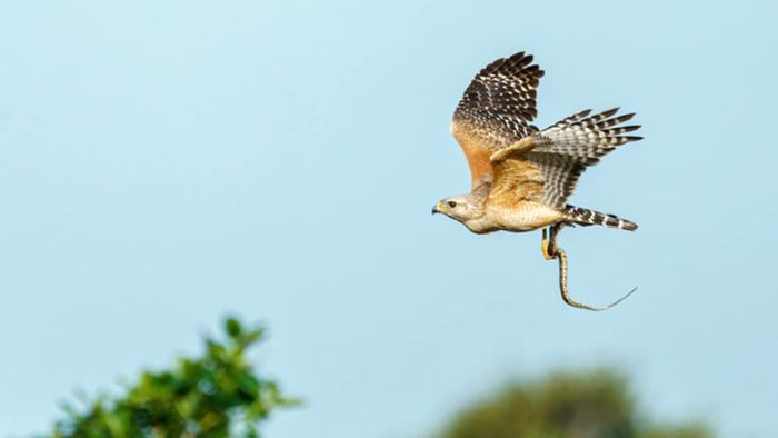 A red-shouldered hawk flying with a snake in its talons.