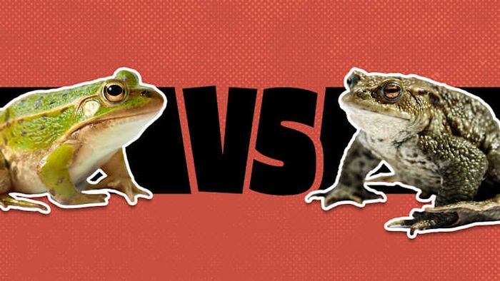 Frogs and toads have more differences than you might think at first glance.