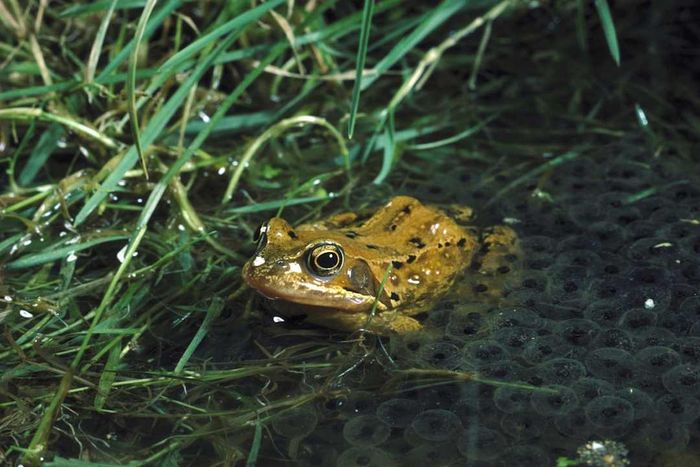 A common frog in the water.