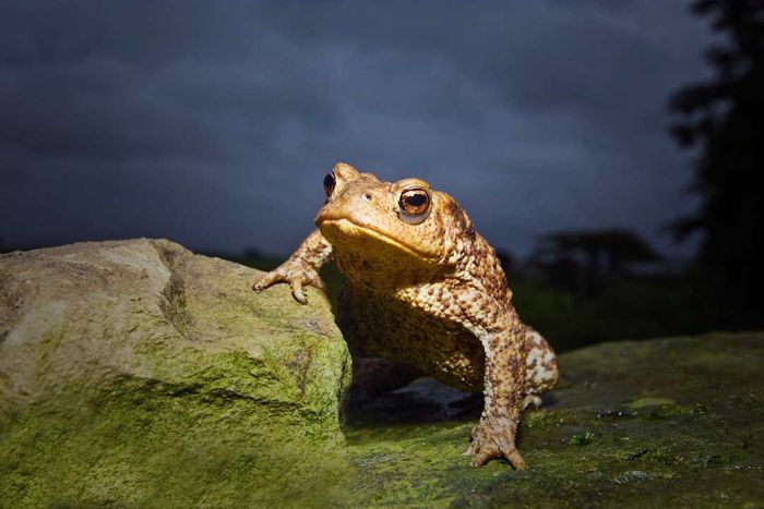 European Toad