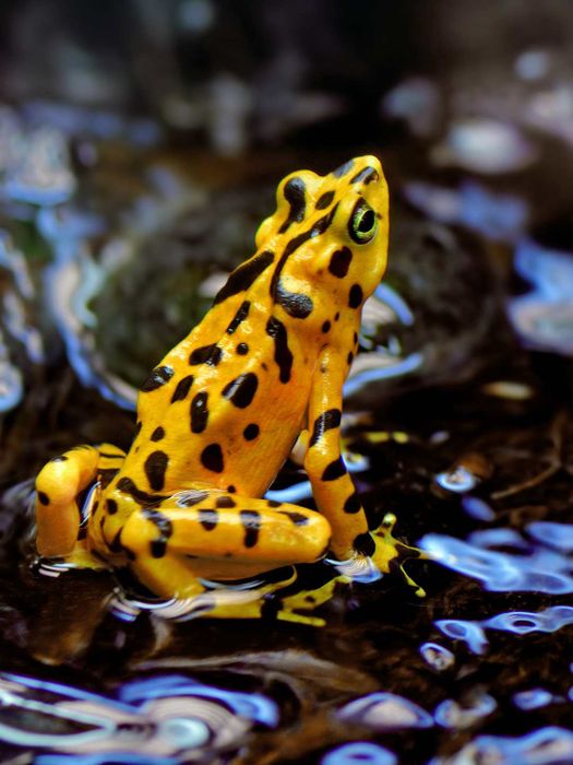 The Panamanian golden frog (‘Atelopus zeteki’) is a fascinating amphibian native to Panama.