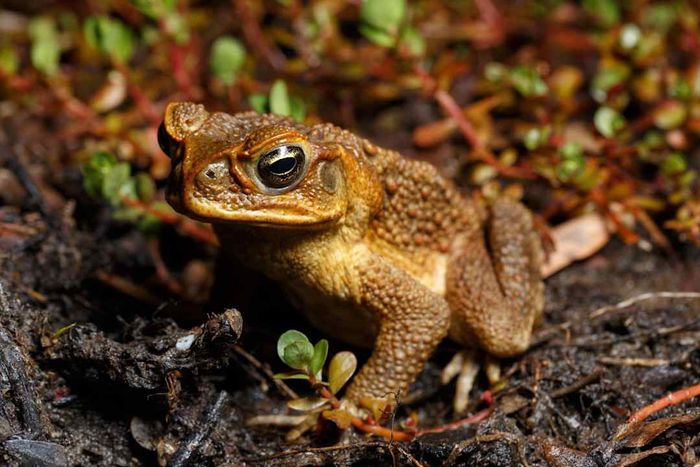 A Cane Toad (Rhinella marina) in its wetland habitat in Boondall...