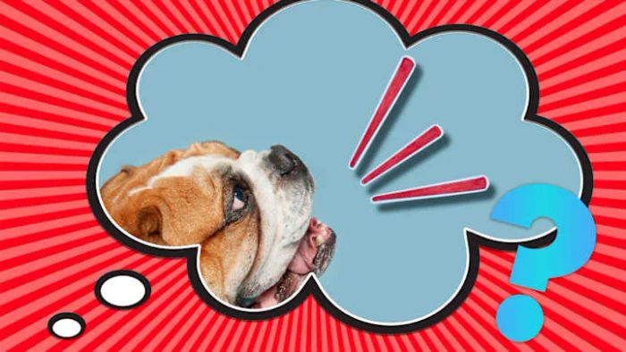Barking at seemingly nothing is a favorite activity for many dogs.