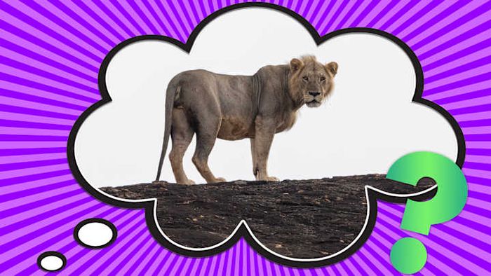 Certain male lions simply lack manes. What’s going on with that?