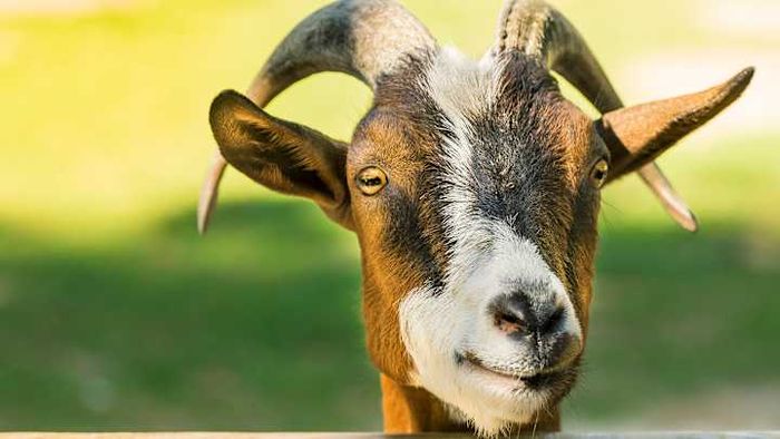 'Who, me?' This goat reacts to hearing the term 'scapegoat.'