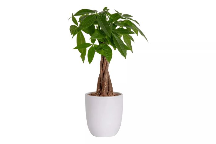 Costa Farms Money Tree