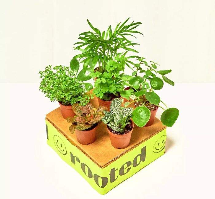 Rooted Pet-Friendly Plant Box