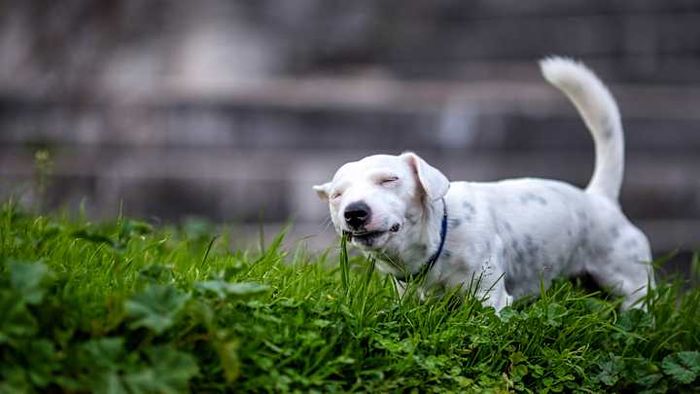 Have you ever wondered what makes grass so irresistible to your dog?