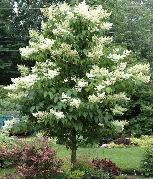 Ivory Silk Japanese Lilac