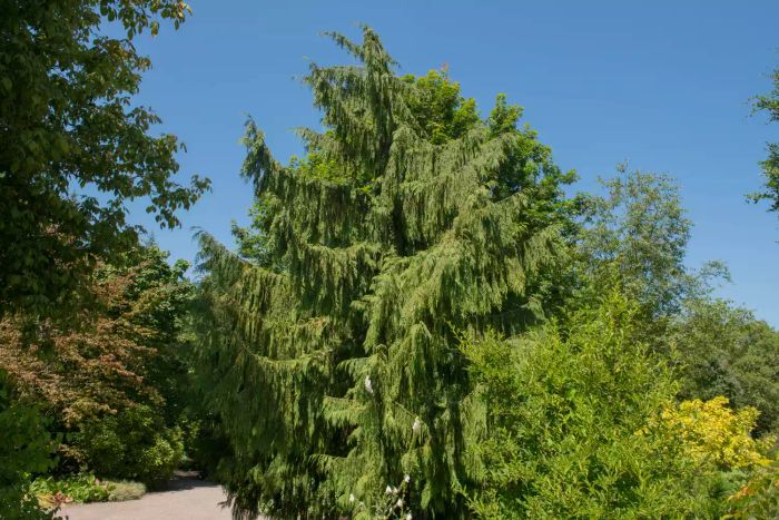 Weeping Cypress Tree