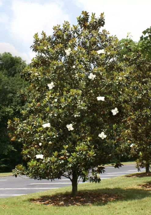 Little Gem Magnolia variety